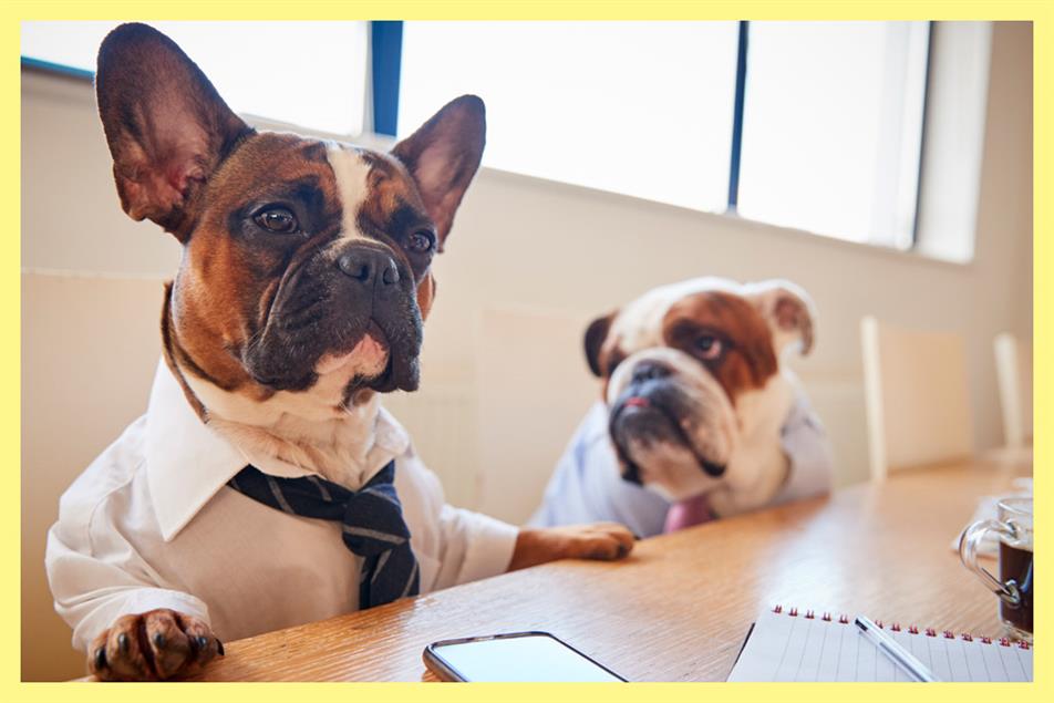 Dogs in office clothing